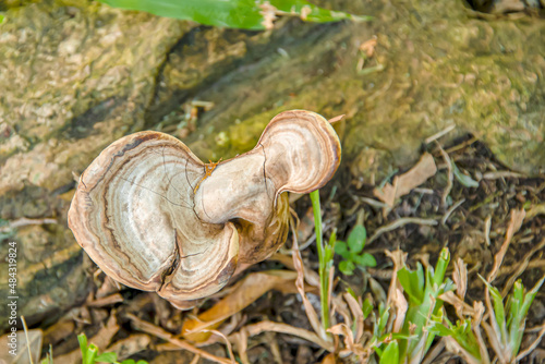 Mushrooms that grow on the roots of trees that emerge from the ground.