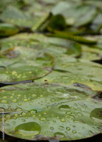 Close up of lily pads with drops of water.