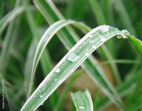 Beautiful close up picture of leaves with drops of water after the rain, selective focus.