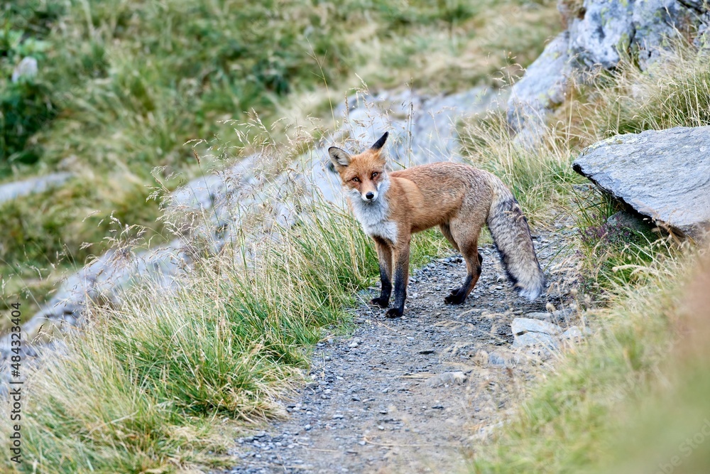 Fox (Vulpes vulpes) in natural habitat Fox (Vulpes vulpes) in natural habitat
