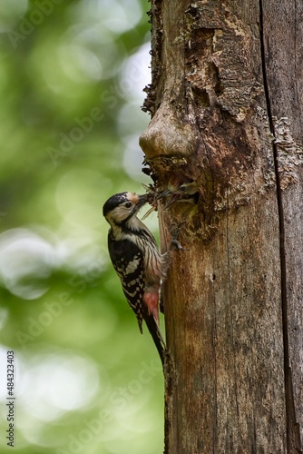 White-backed Woodpecker (Dendrocopos leucotos) nesting
