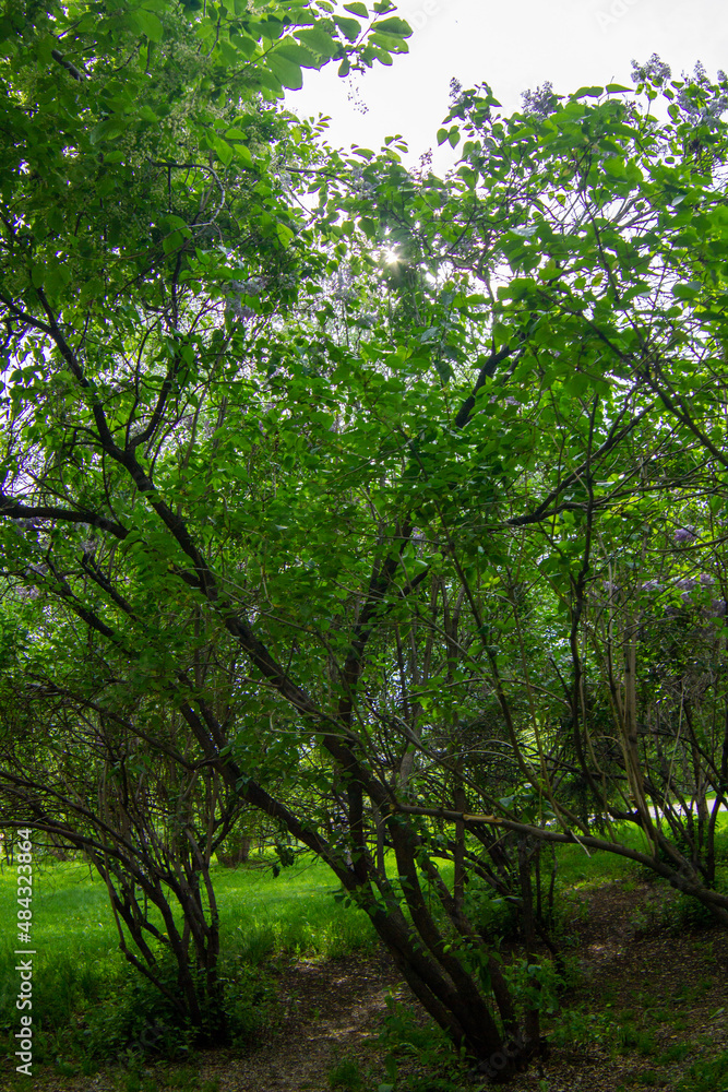 Fototapeta premium trees in the forest