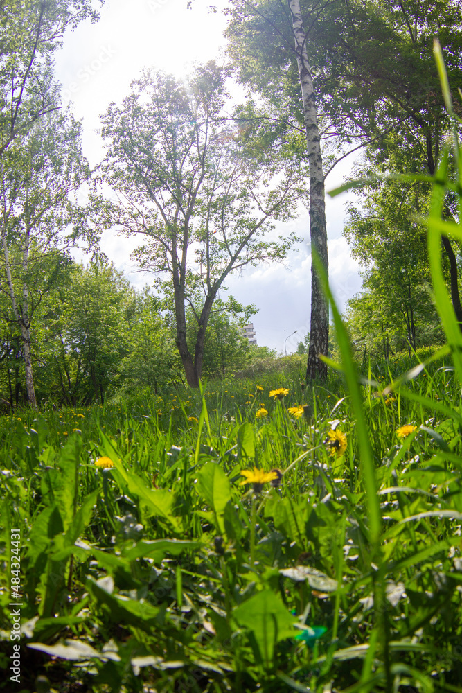 Fototapeta premium spring in the forest