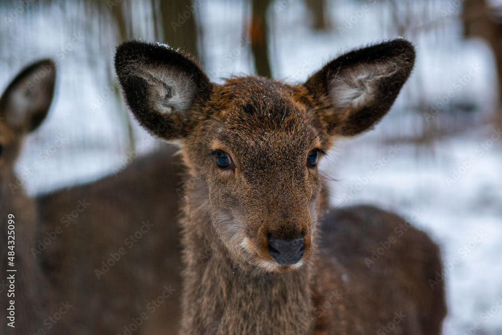 Young deer in the forest. Wild deer in the reserve. A small deer walks through the forest. Deer. Animals in the reserve. Wild forest. Animal at will
