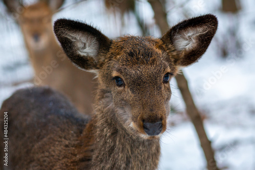 Young deer in the forest. Wild deer in the reserve. A small deer walks through the forest. Deer. Animals in the reserve. Wild forest. Animal at will 