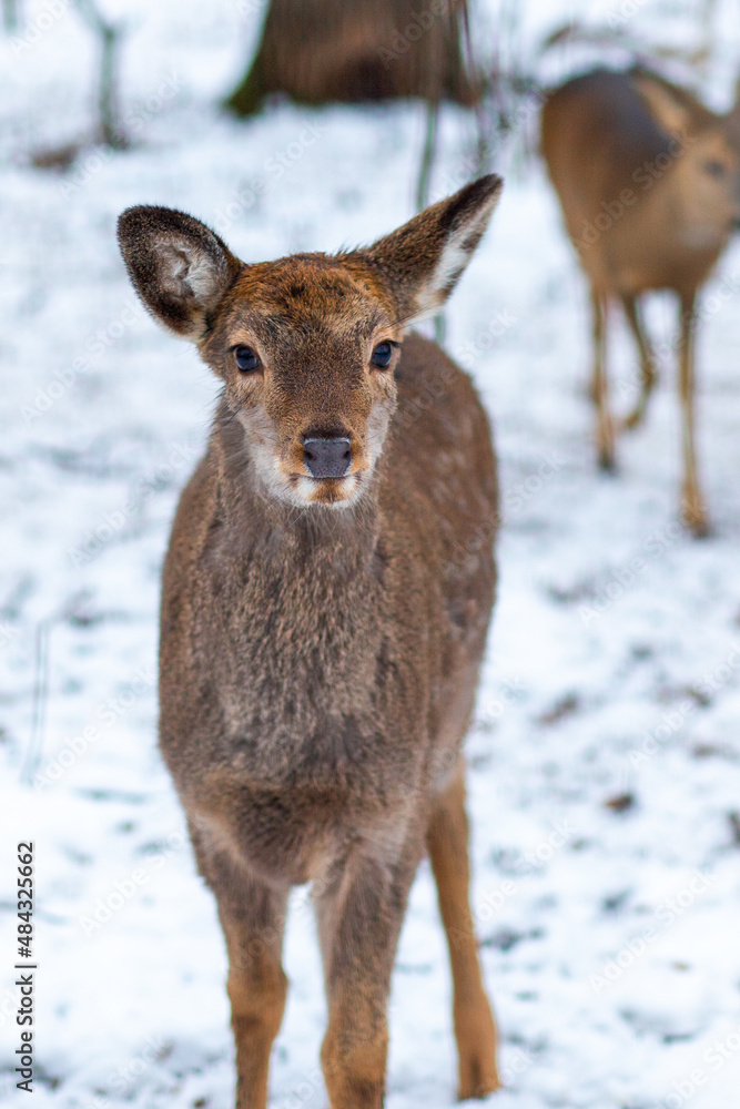 Young deer in the forest. Wild deer in the reserve. A small deer walks through the forest. Deer. Animals in the reserve. Wild forest. Animal at will
Young deer in the forest. Wild deer in the reserve. A small deer walks through the forest. Deer. Animals in the reserve. Wild forest. Animal at will