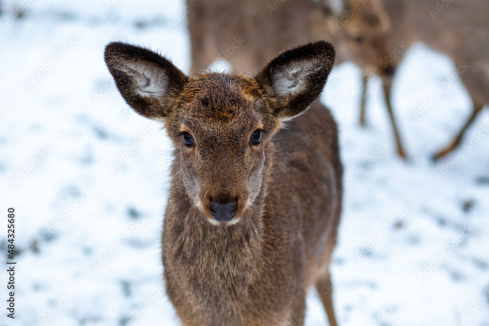 Young deer in the forest. Wild deer in the reserve. A small deer walks through the forest. Deer. Animals in the reserve. Wild forest. Animal at will
Young deer in the forest. Wild deer in the reserve. A small deer walks through the forest. Deer. Animals in the reserve. Wild forest. Animal at will