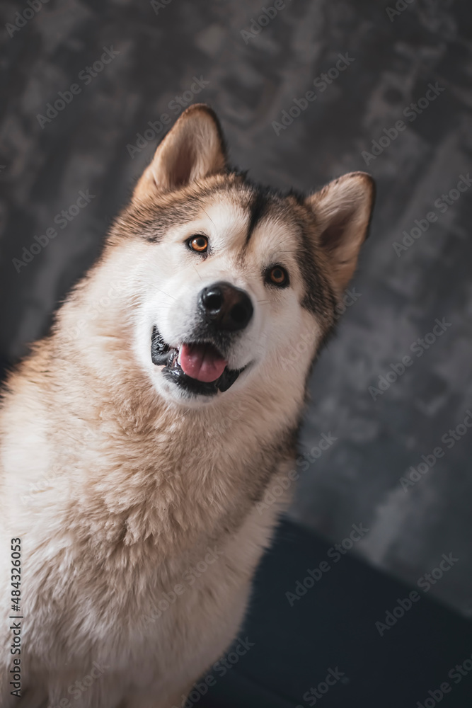 Alaskan Malamute girl portrait. Young cute dog with white furry collar, black wet nose and loving eyes. Selective focus on the details, blurred background.