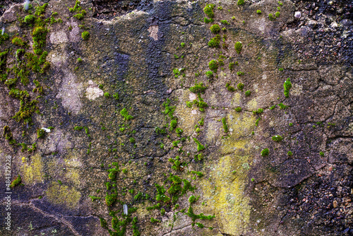 Concrete wall covered with green moss