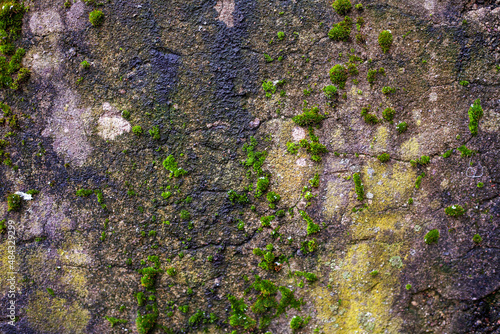 Concrete wall covered with green moss