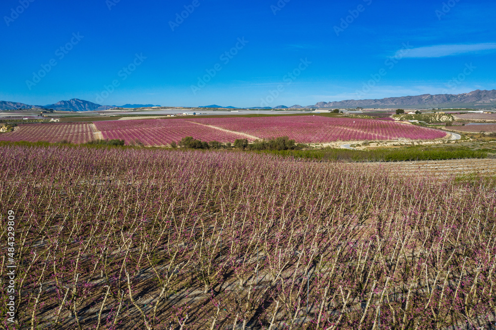 Obraz premium Peach blossom in Ascoy near Cieza in the Murcia region in Spain