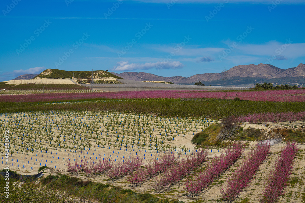 Obraz premium Peach blossom in Cieza, Mirador El Horno in the Murcia region in Spain
