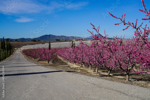 Fototapeta Naklejka Na Ścianę i Meble -  Peach blossom in Cieza, Mirador El Horno in the Murcia region in Spain