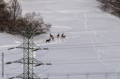Fototapeta Naklejka Na Ścianę i Meble -  Zimowy krajobraz 