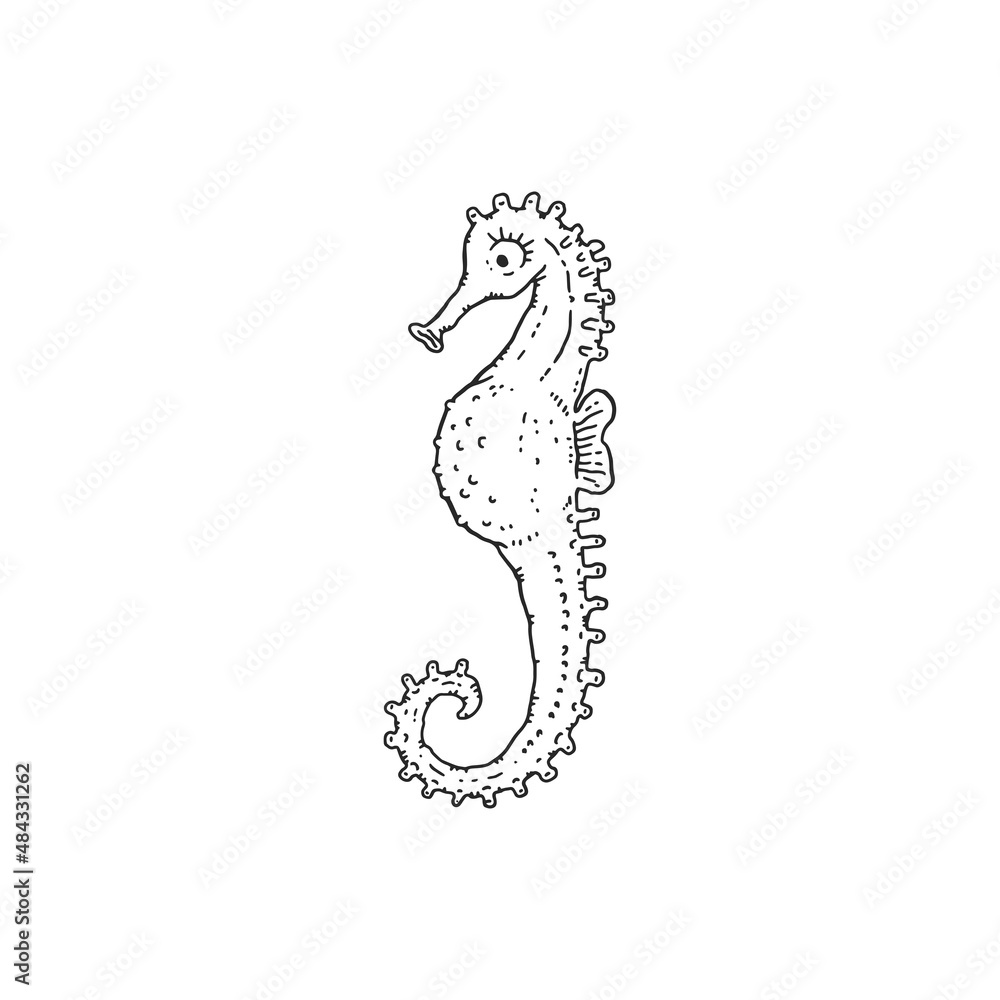 Seahorse. Vector wild ocean animal underwater life doodle black white line isolated illustration. Seahorse. Vector wild ocean animal underwater life doodle black white line isolated illustration.