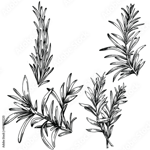 Fototapeta Naklejka Na Ścianę i Meble -  Rosemary branches and leaves isolated Vector hand drawn Sketch. Food illustration. Vintage style. The best for design logo, menu, label, icon, stamp.