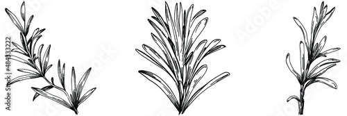 Rosemary branches and leaves isolated Vector hand drawn Sketch. Food illustration. Vintage style. The best for design logo, menu, label, icon, stamp.