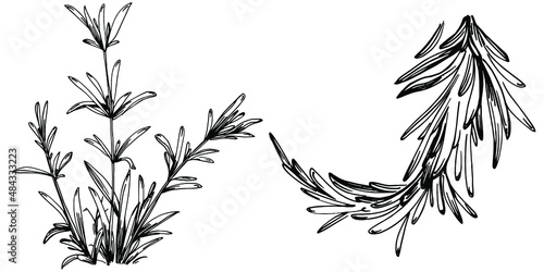 Rosemary branches and leaves isolated Vector hand drawn Sketch. Food illustration. Vintage style. The best for design logo  menu  label  icon  stamp.