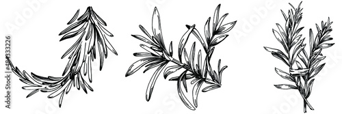 Rosemary branches and leaves isolated Vector hand drawn Sketch. Food illustration. Vintage style. The best for design logo, menu, label, icon, stamp.