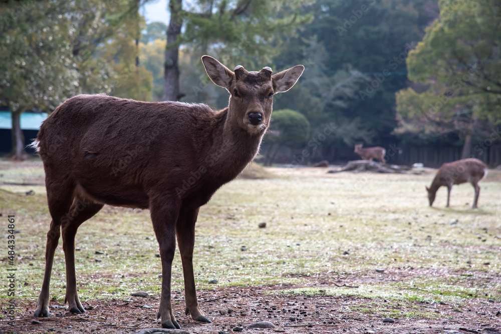 奈良公園と鹿