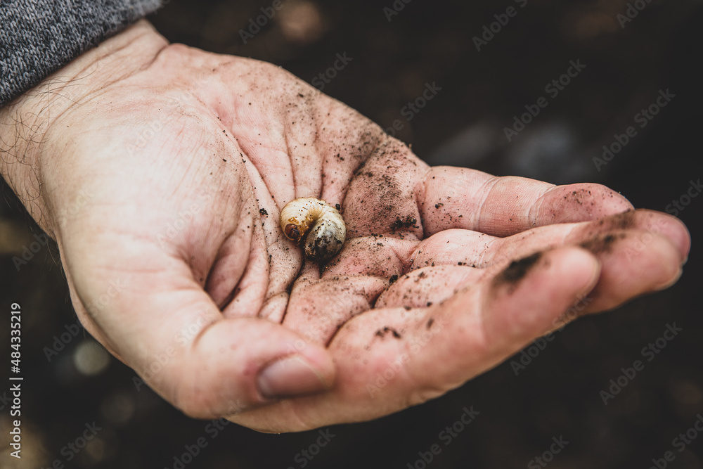 man holding a cockchafer grub man holding a cockchafer grub