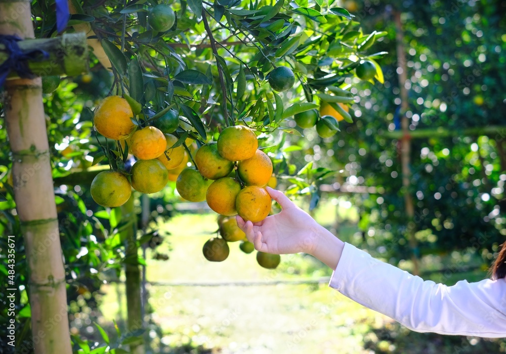 A hand grabbing a bunch of ripe orange or tangerine hanging from a branch of the tree with leaves. Orange picking at an orchard, reaching for the fruit. A hand grabbing a bunch of ripe orange or tangerine hanging from a branch of the tree with leaves. Orange picking at an orchard, reaching for the fruit.