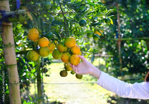A hand grabbing a bunch of ripe orange or tangerine hanging from a branch of the tree with leaves. Orange picking at an orchard, reaching for the fruit.