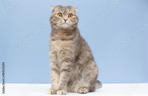 Fotografia scottish fold shorthair silver tabby cat sit on blue background