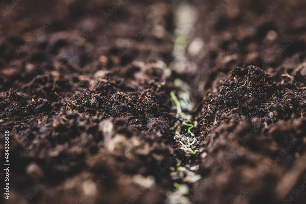 closeup small onion seed growing up, plantation closeup small onion seed growing up, plantation