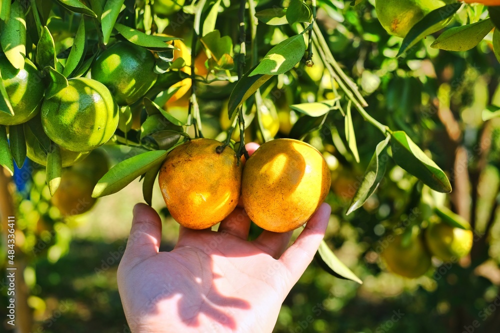 A hand grabbing a bunch of ripe orange or tangerine hanging from a branch of the tree with leaves. Orange picking at an orchard, reaching for the fruit. A hand grabbing a bunch of ripe orange or tangerine hanging from a branch of the tree with leaves. Orange picking at an orchard, reaching for the fruit.