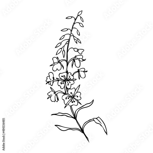 Willow herb, Chamerion angustifolium, fireweed, rosebay hand drawn ink sketch botanical illustration, vector graphic flower, line art design bouquet for packaging tea, greeting card, medicine plant