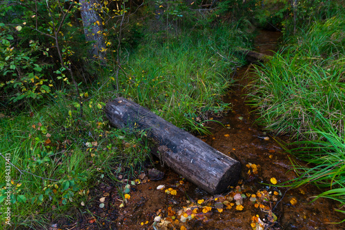 Forest autumn landscape. There is an old moldy log half-sunk in stream which is crossing the forest and vanichisng in the wilderness