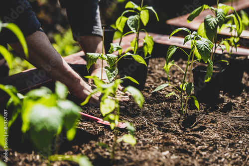 Man replants sweet pepper plants into a raising bed