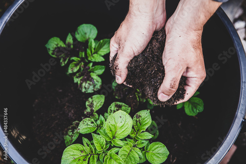 Man puts soil on young potato plants