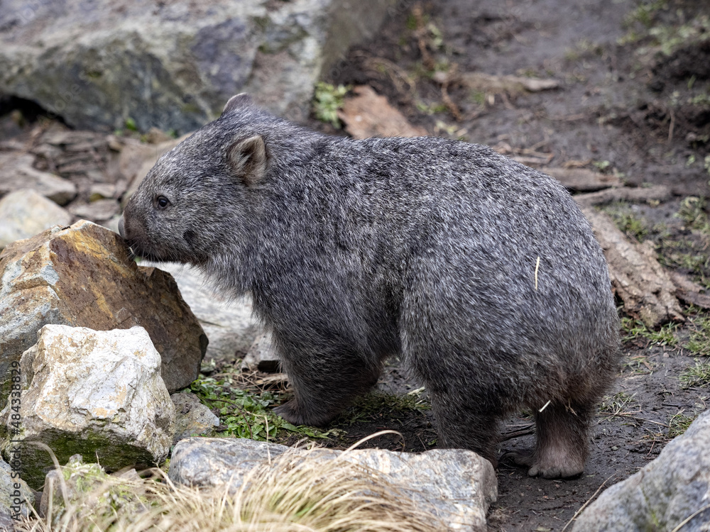 The common wombat, Vombatus ursinus, is a large Australian marsupial The common wombat, Vombatus ursinus, is a large Australian marsupial