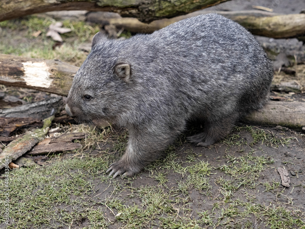The common wombat, Vombatus ursinus, is a large Australian marsupial The common wombat, Vombatus ursinus, is a large Australian marsupial