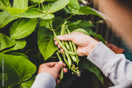 Woman harvesting fresh and raw bush beans photo