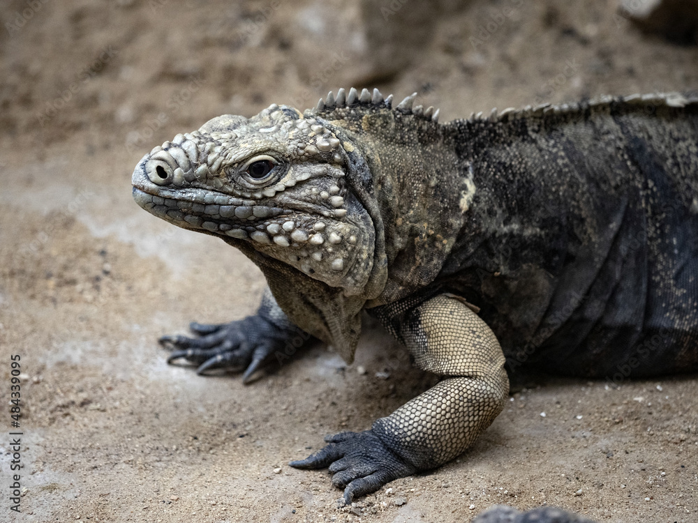 Fototapeta premium Cuban Ground Iguana, Cyclura n. Nubila, lives exclusively in Cuba is threatened by extinction