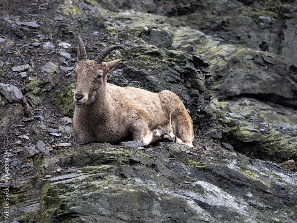 Barbary sheep, Ammotragus lervia, lives in the mountains and climbs rocks