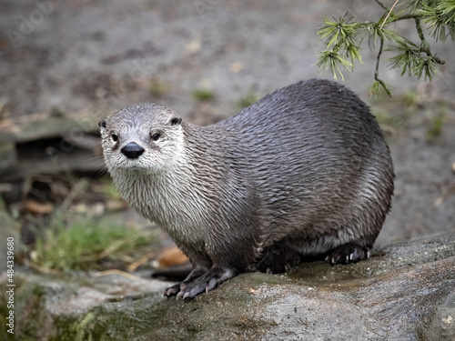 The Canadian Otter, Lutra Canadensis, has a wet coat that has just climbed out of the water.