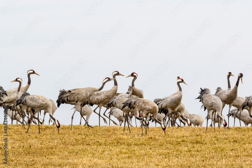 Fototapeta premium Flock with Cranes on a field against a sky