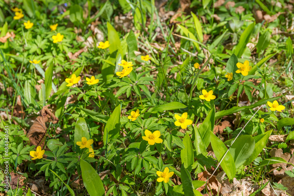 Beautiful Yellow anemone flowers on meadow at spring Beautiful Yellow anemone flowers on meadow at spring