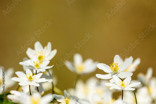 Flowering Wood anemone flowers at springtime