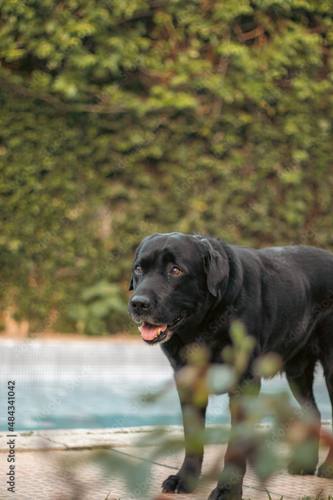 labrador retriever labrador retriever