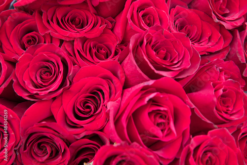 natural red roses background. great gift for valentines day  birthday  and marriage.