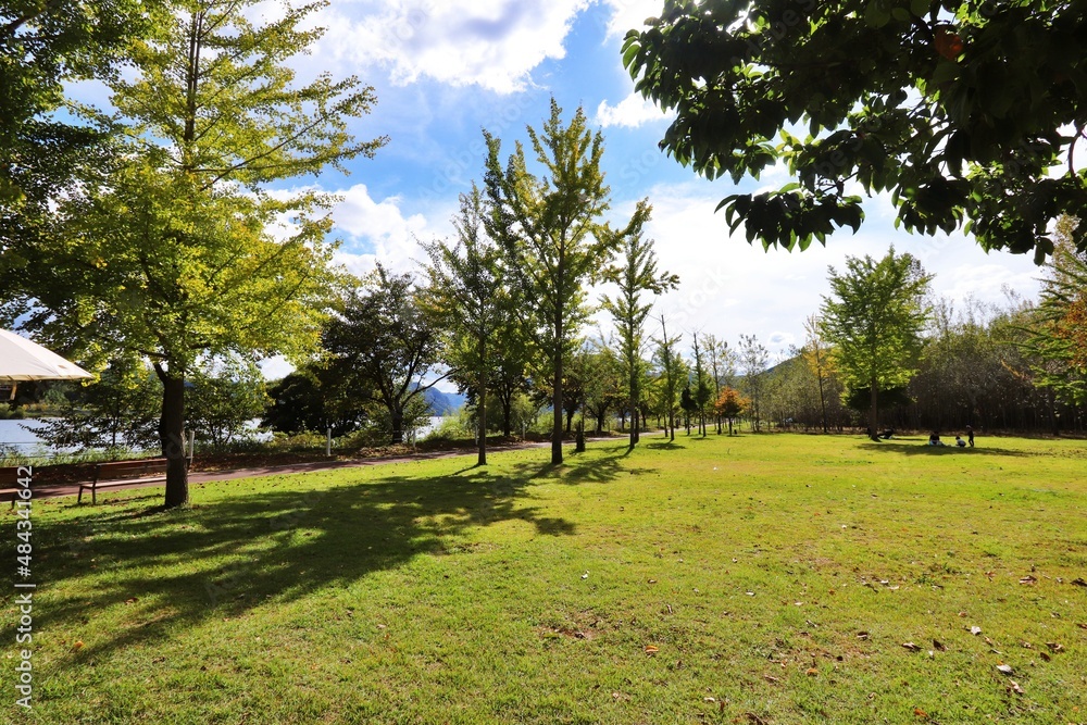 trees in the park