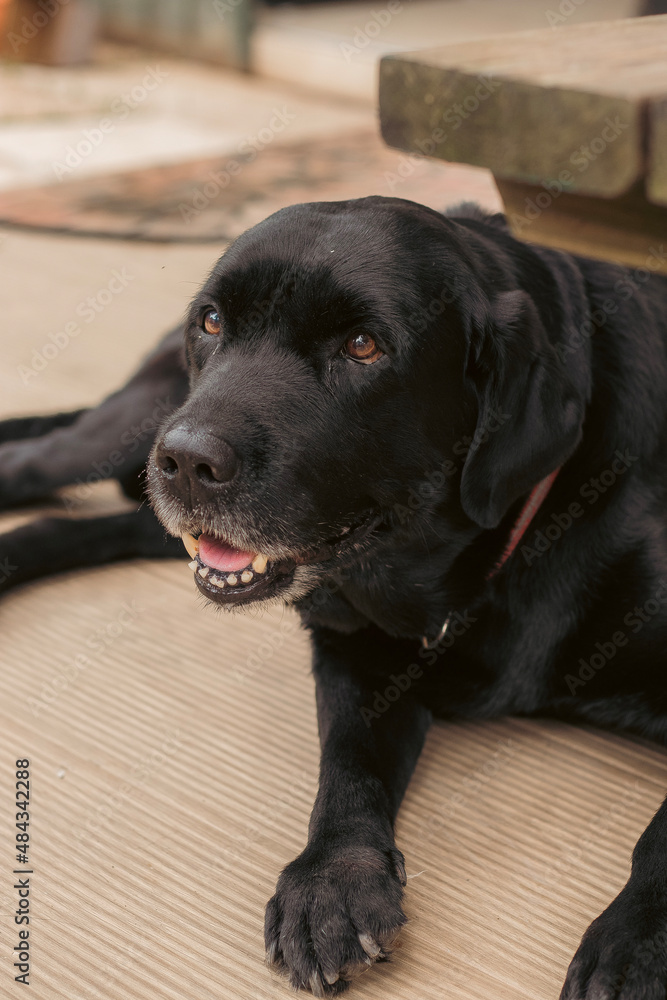black labrador retriever black labrador retriever