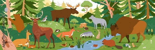 Forest animals in wild nature. Environment landscape with trees and habitats. Biodiversity of flora and fauna in temperate woods. Wildlife in woodland panorama. Colored flat vector illustration photo