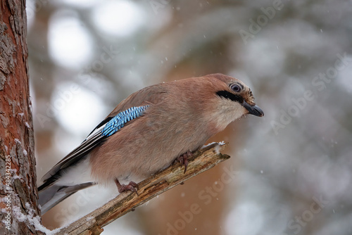 фотографія Mockingjay on a branch in winter forest