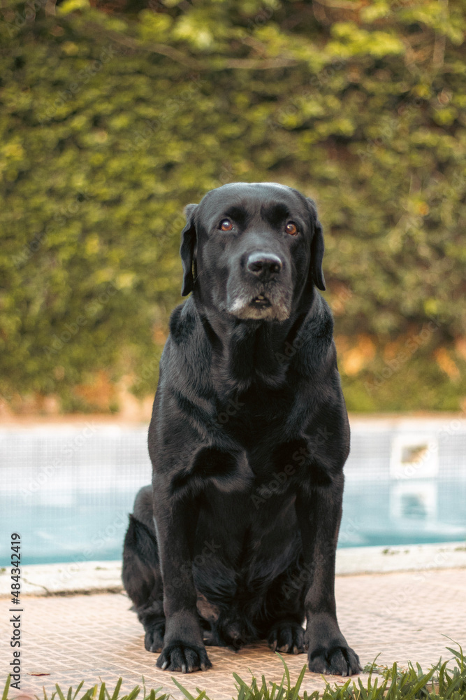 black labrador retriever